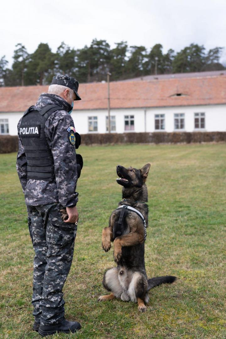 Câini special antrenaţi pentru detectarea persoanelor cu virusul Covid-19