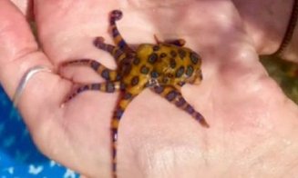 De necrezut! O femeie a ținut în mâini una dintre cele mai otrăvitoare animale din lume. Ce a pățit după