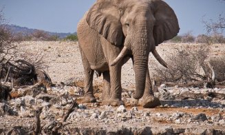 O țară scoate la vânzare 170 de elefanți din cauza secetei. Statul ar fi fost acuzat că îi măcelărește