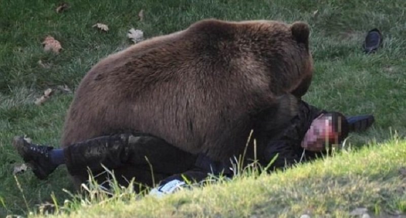 Un tânăr a fost atacat de un urs. Grav rănit, băiatul a fost salvat din ghearele animalului de câini
