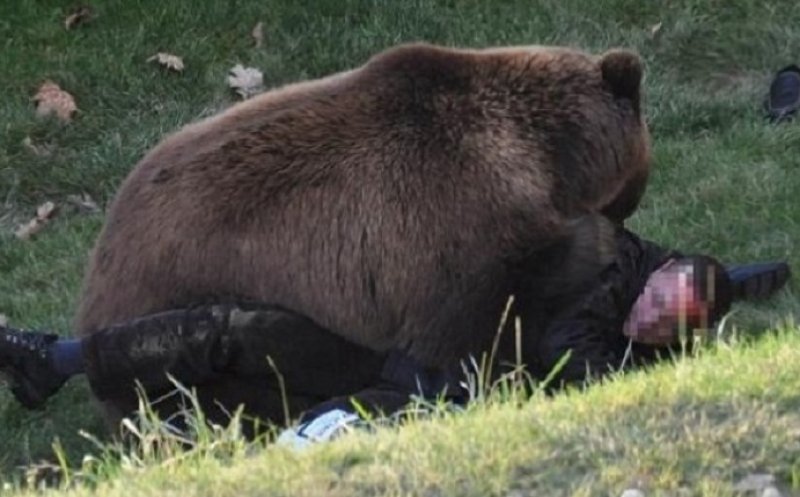 Un tânăr a fost atacat de un urs. Grav rănit, băiatul a fost salvat din ghearele animalului de câini