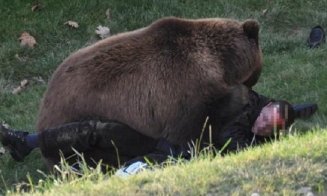Un tânăr a fost atacat de un urs. Grav rănit, băiatul a fost salvat din ghearele animalului de câini