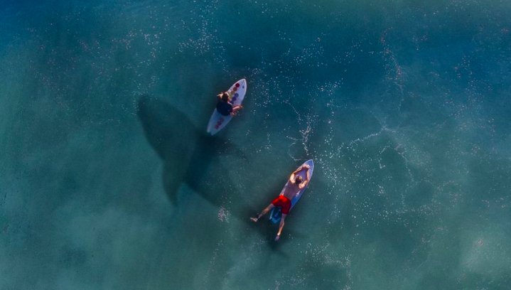 Marea Neagră este plină de rechini! Un român care înota la Costinești a dat nas în nas cu el și...
