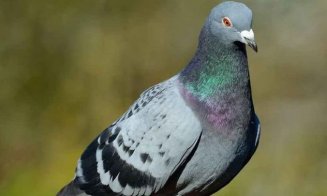 Povestea porumbelului aflat la un pas de a fi eutanasiat pentru că ar fi încălcat măsurile de carantină