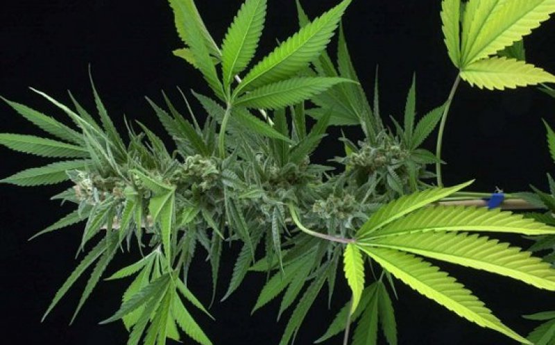 România, tot mai aproape de legalizarea canabisului în scopuri medicale
