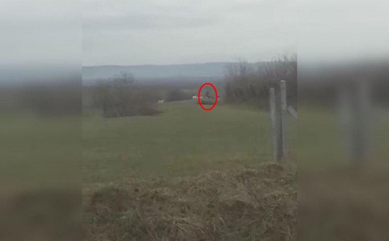 Bărbat atacat de 12 câini de stână, salvat în ultima clipă de la moarte. ”Putea fi mai rău”