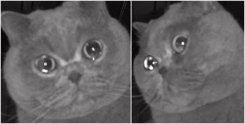 O pisică pare că ''plânge'' în faţa camerei de supraveghere, după ce a fost lăsată singură în timpul concediului stăpânei