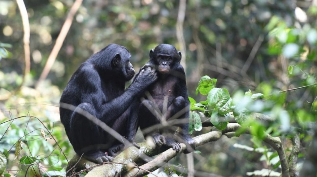 Opt gorilla au fost vaccinate anti-covid. Care a fost motivul