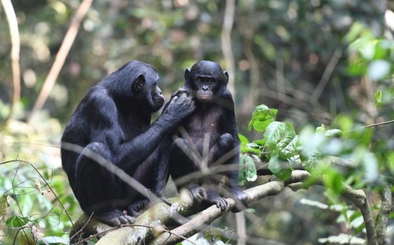 Opt gorilla au fost vaccinate anti-covid. Care a fost motivul