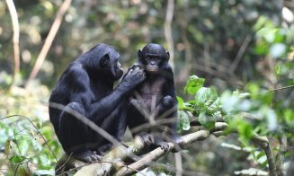 Opt gorilla au fost vaccinate anti-covid. Care a fost motivul