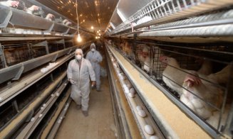 Noul tip de gripă aviară poate suferi mutații și se transmite de la om la om
