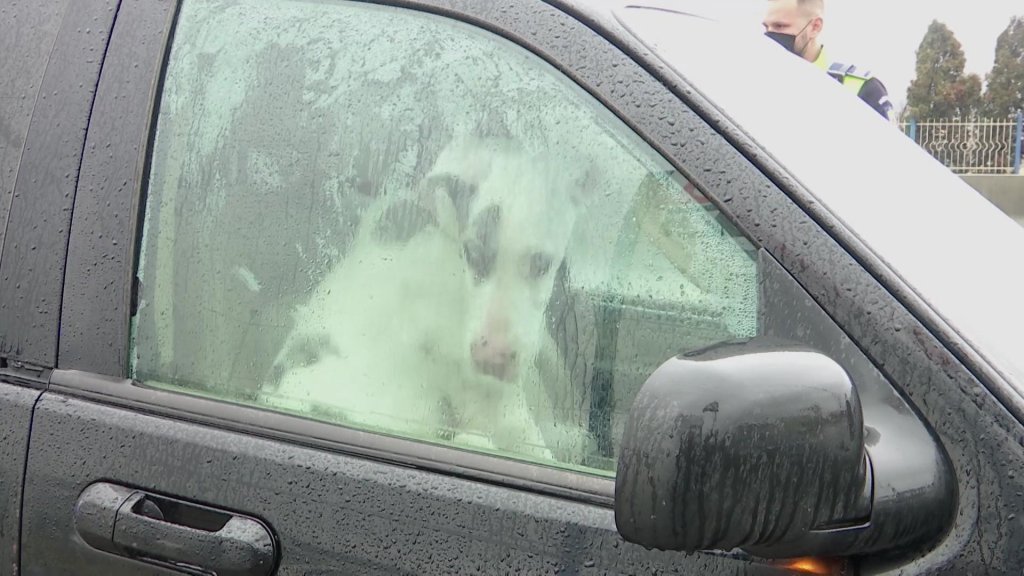 Un bărbat și-a accidentat și abandonat mașina pe marginea drumului. În ea erau și trei câini