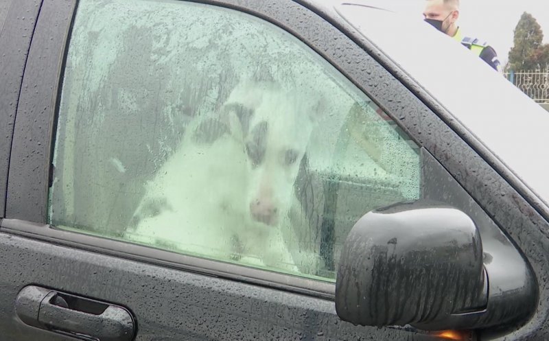 Un bărbat și-a accidentat și abandonat mașina pe marginea drumului. În ea erau și trei câini